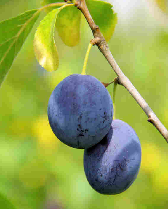 plum tree