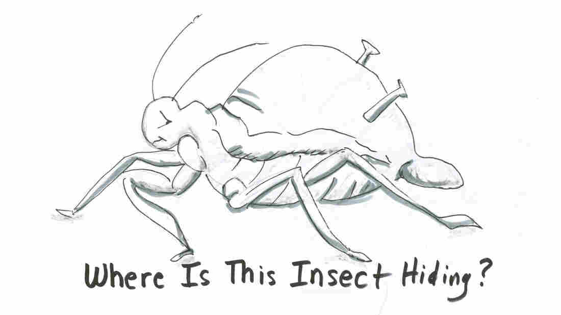 Aphid drawing 1
