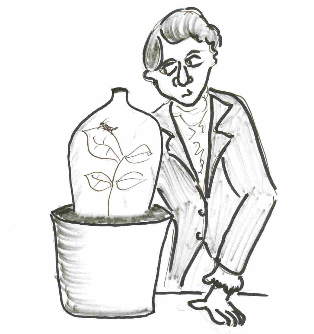 Aphid drawing 2