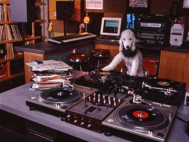 Check it out. It's a dog DJ!