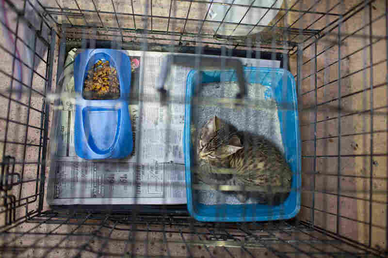 Moore Finds Comfort In Animals Who Survived The Storm The TwoWay NPR