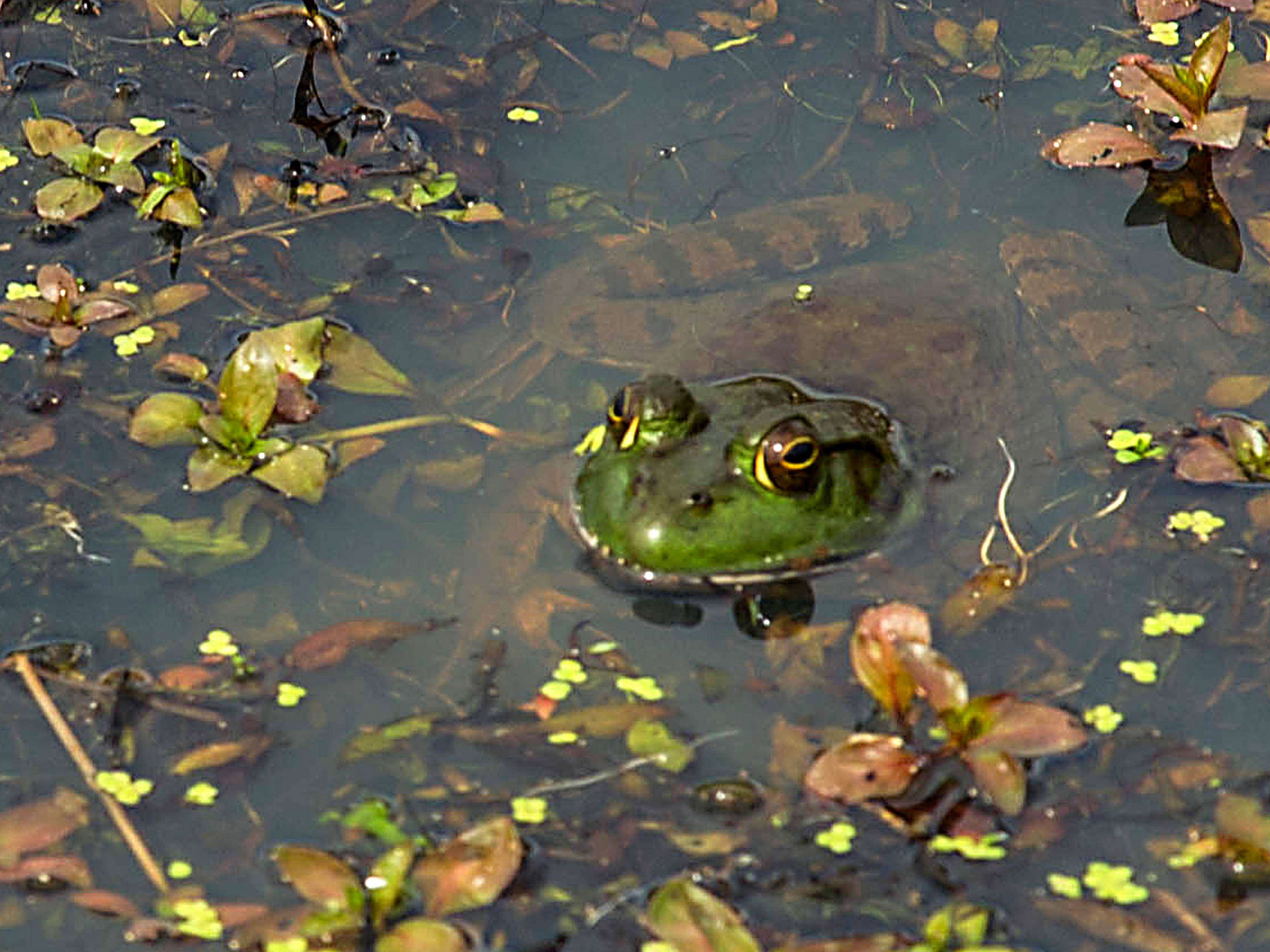 Study Is First To Chart Amphibian Populations' Decline In U.S.