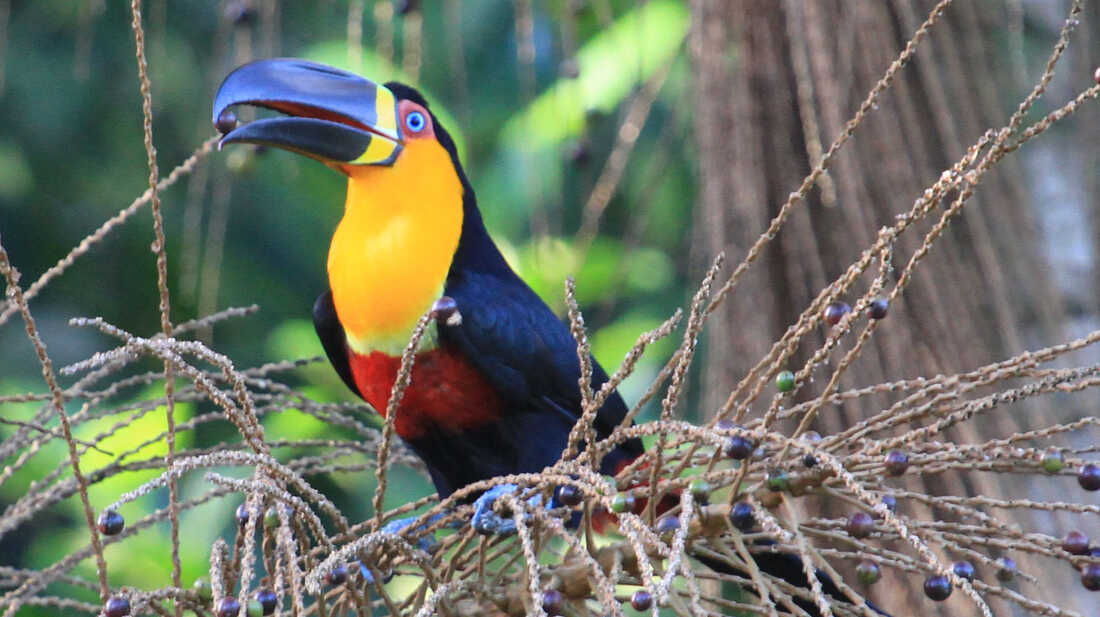 Tropical Rainforest Toucan