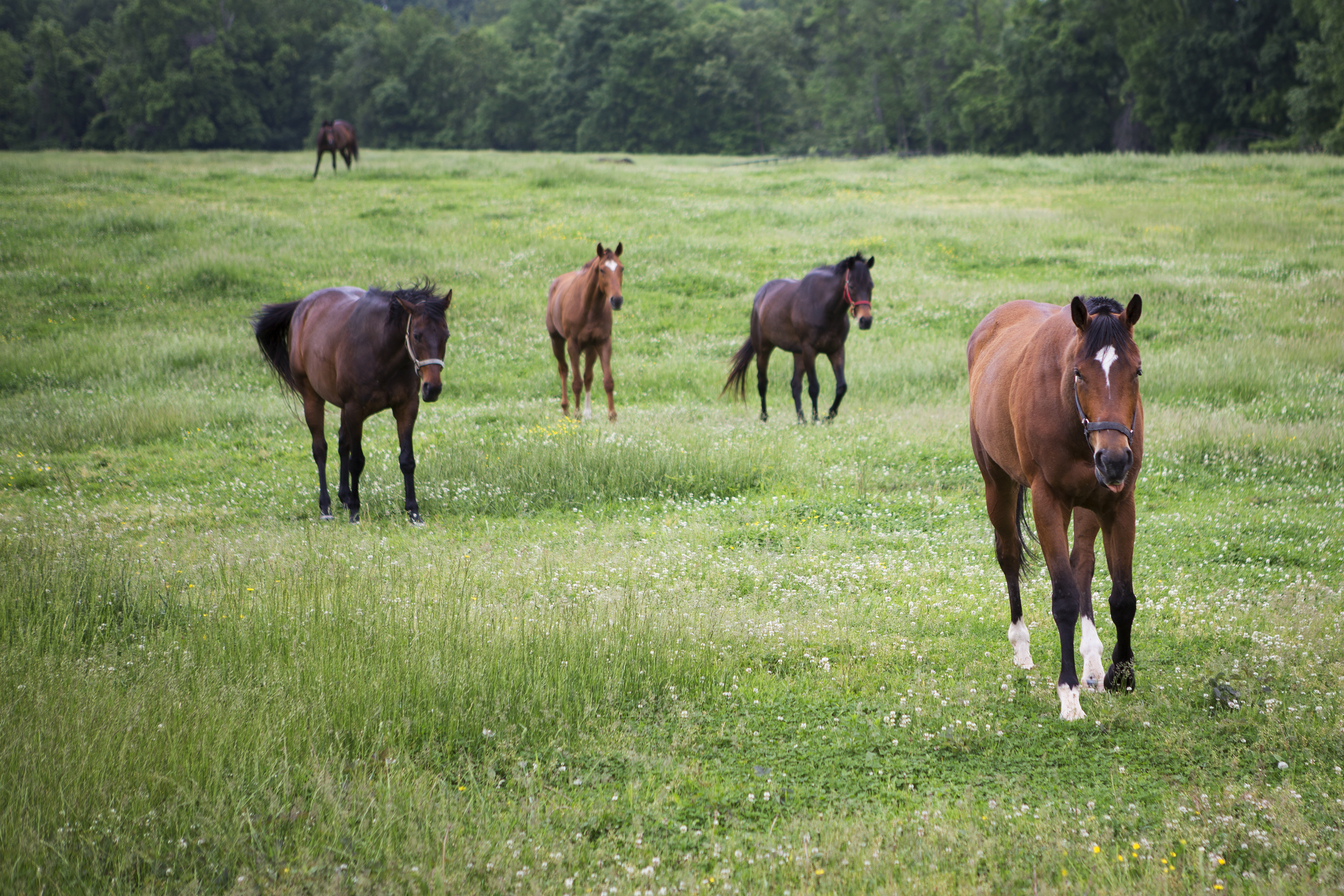 An Abandoned Racehorse Finds Love On The Home Stretch NCPR News