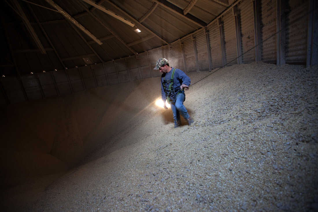 Grain Operator Austin Clubb surveys corn inside the Homestead Grain Facility at Amana Farms near Cedar Rapids, Iowa.