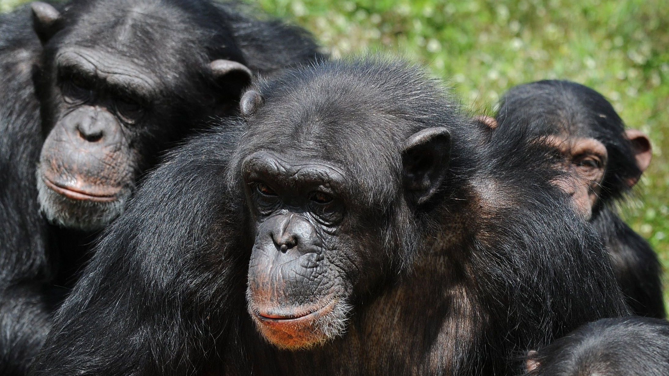 U.S. To Listing All Chimpanzees As Endangered The TwoWay NPR