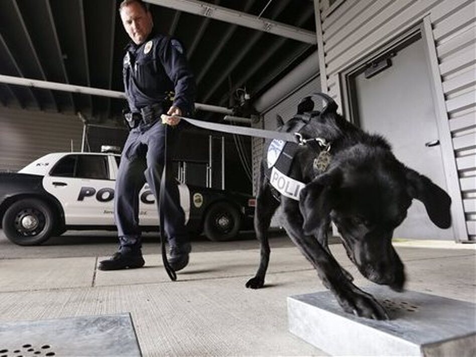 How fast are our stances toward marijuana changing? Washington, which legalized marijuana last fall, has had to acquire new drug-sniffing dogs who aren't trained to go after pot. (Elaine Thompson/AP)