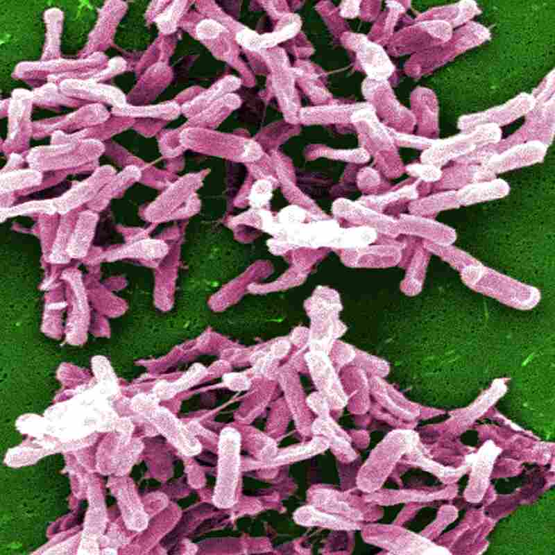 Bad bug: The bacterium Clostridium difficile kills 14,000 people in the United States each year. Bad bug: The bacterium Clostridium difficile kills 14,000 people in the United States each year.
