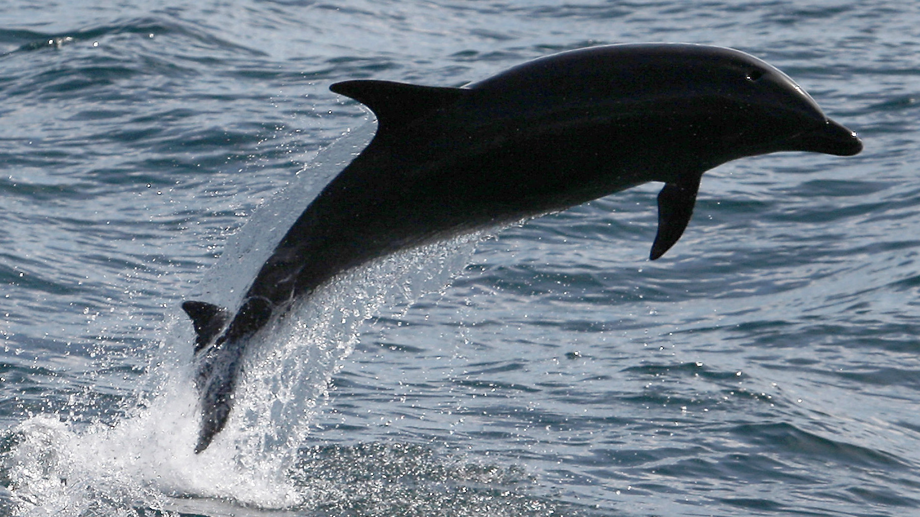 For The Love Of Dolphins : 13.7: Cosmos And Culture : NPR