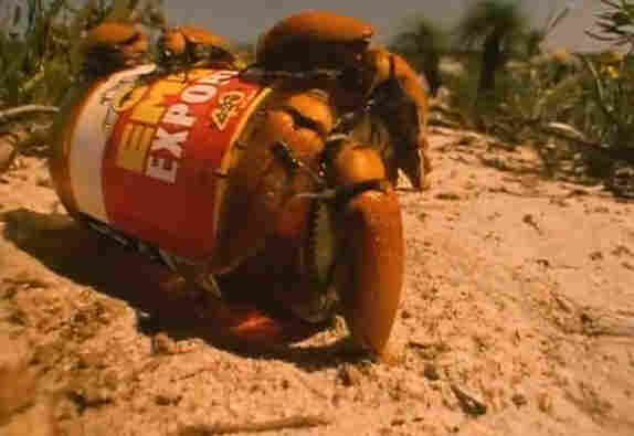 Male beetles on bottle