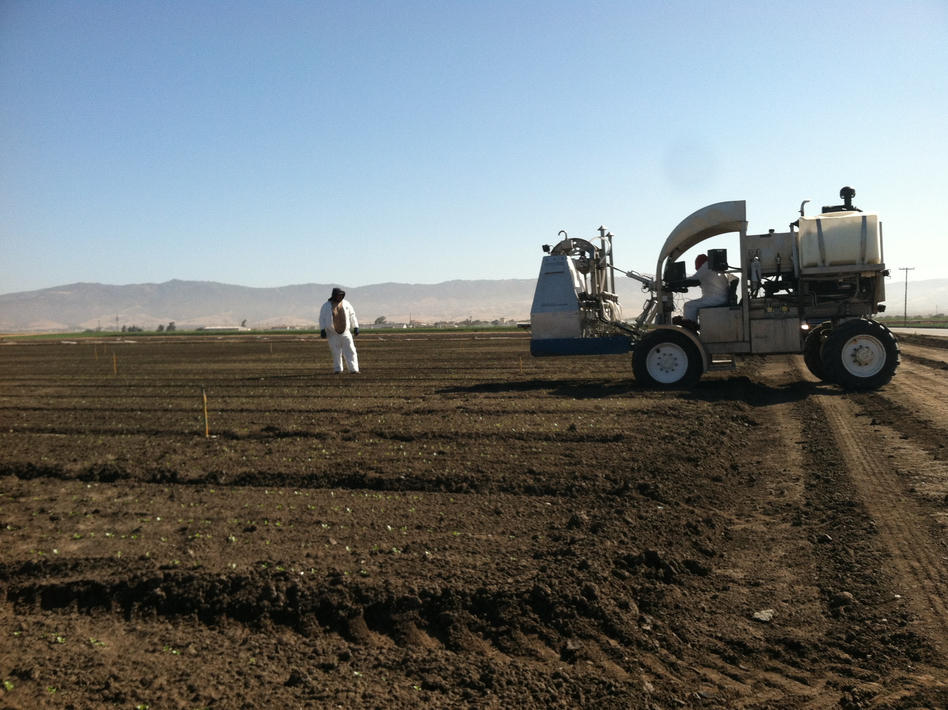 A lettuce thinner manufactured by Ramsay Highlander removes excess seedlings from the field so that others have room to grow. Just one worker is required to operate the machine. (Rachel Estabrook)