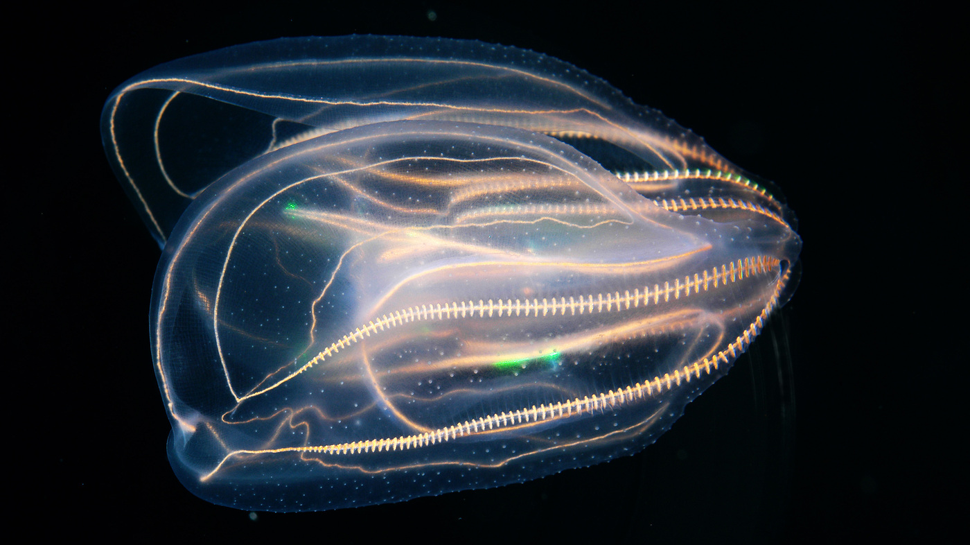 stroke stroke stroke the atlantic ocean s dazzling jellyfish with rainbow lights
