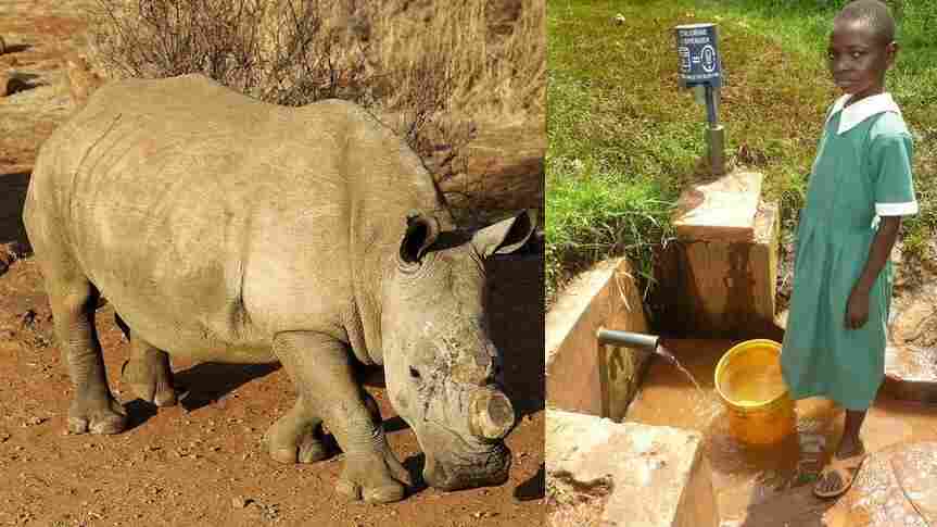 Rhinoceros, water