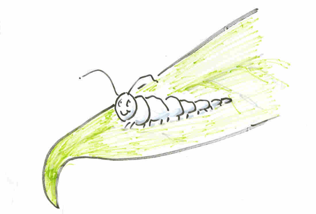 Caterpillar on a leaf