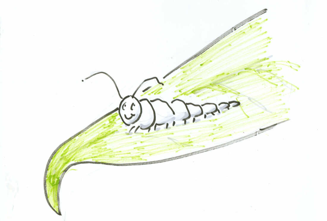 Caterpillar on a leaf