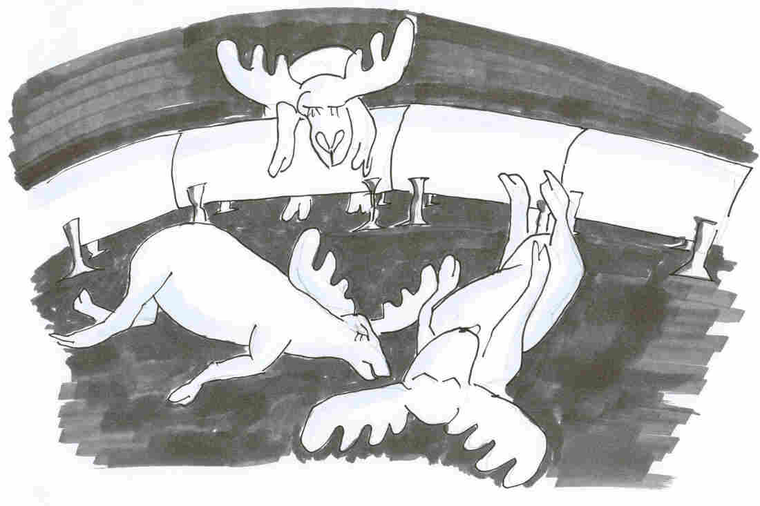 Dead caribou.