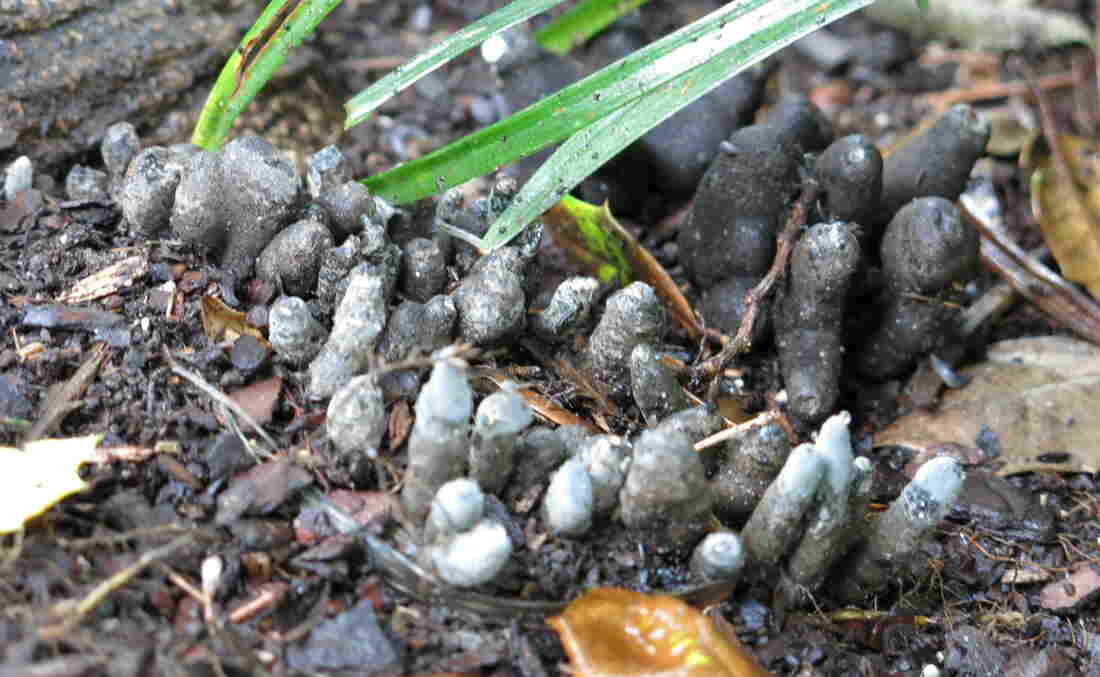 A fungus called "Dead Man's Fingers."