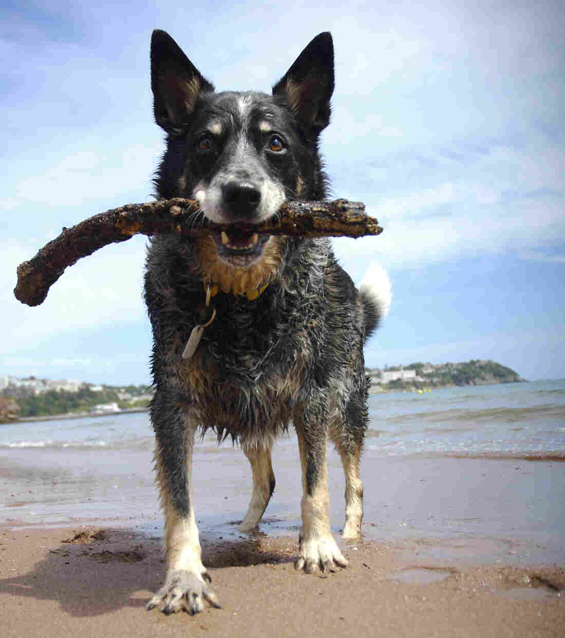 A dog stands on a beach with a stick in its mouth.