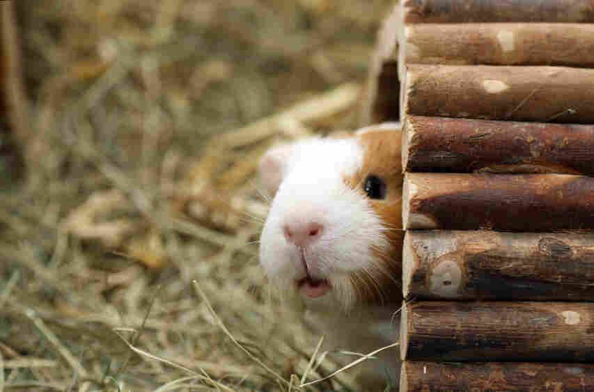 guinea pig