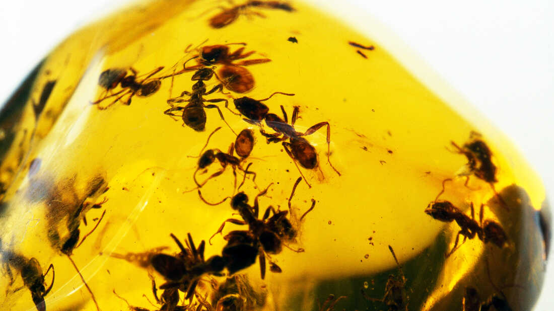 Ants in amber