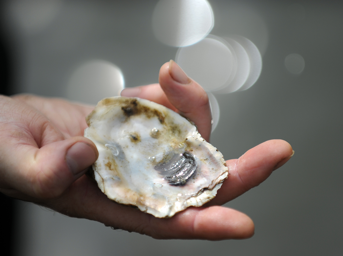 Can Oysters With No Sex Life Repopulate The Chesapeake Bay? The Salt