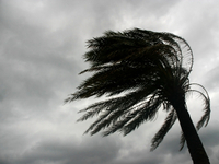 A palm tree in the wind.
