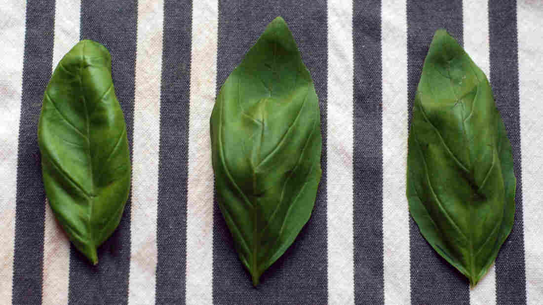 Basil