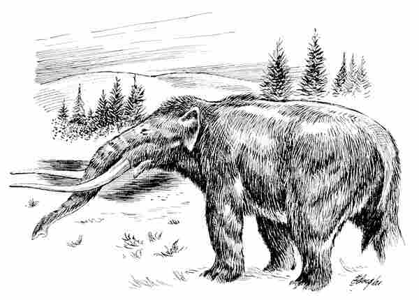 Ancient American Elephant, Mastadon