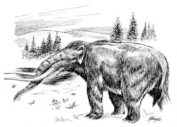 Ancient American Elephant, Mastadon