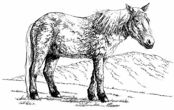 Yukon horse, Equus lambei