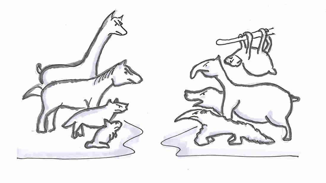 Northern animals vs. Southern animals