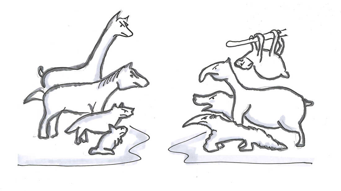 Northern animals vs. Southern animals
