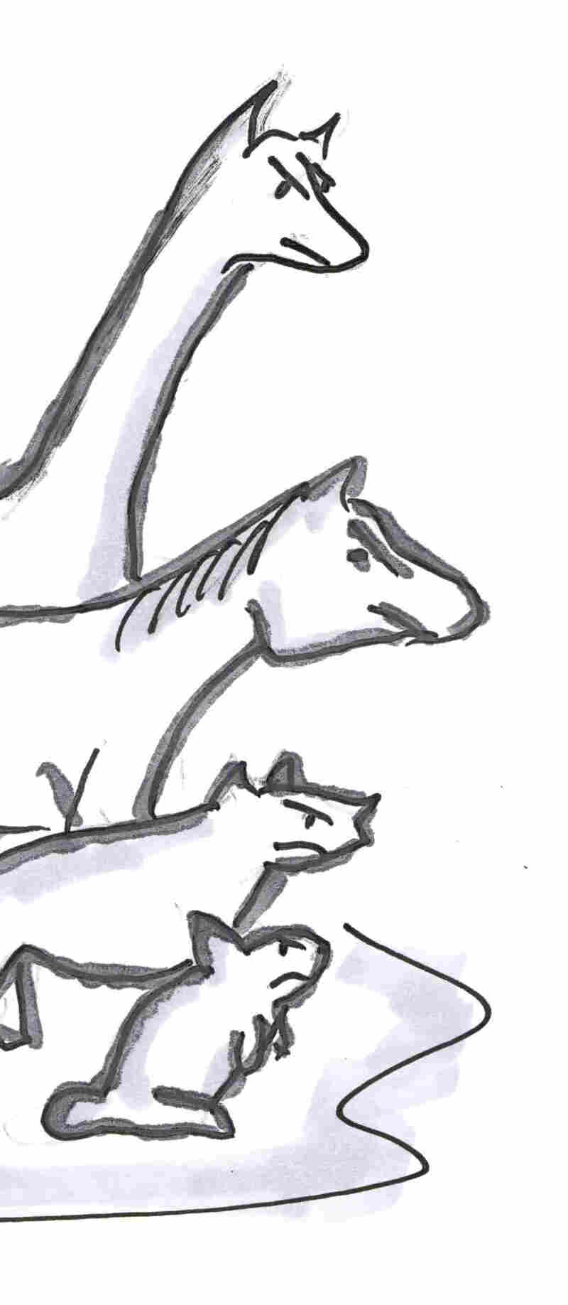Northern animals