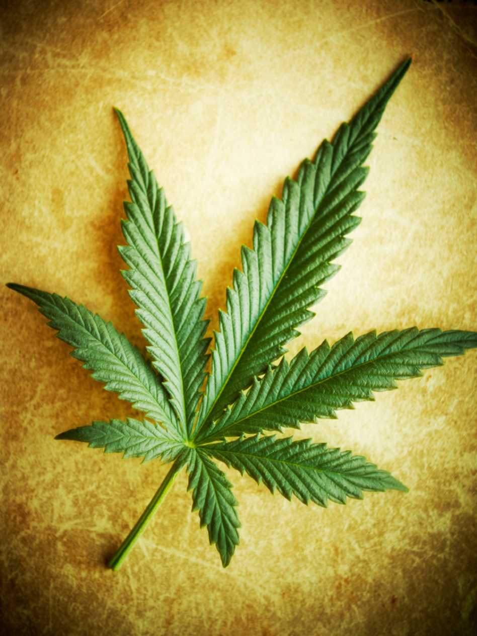 A cannabis leaf (Bolotov Paul/iStockphoto.com)