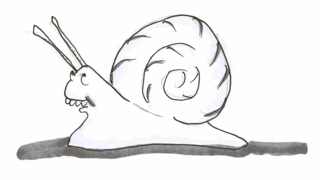 Snail 1
