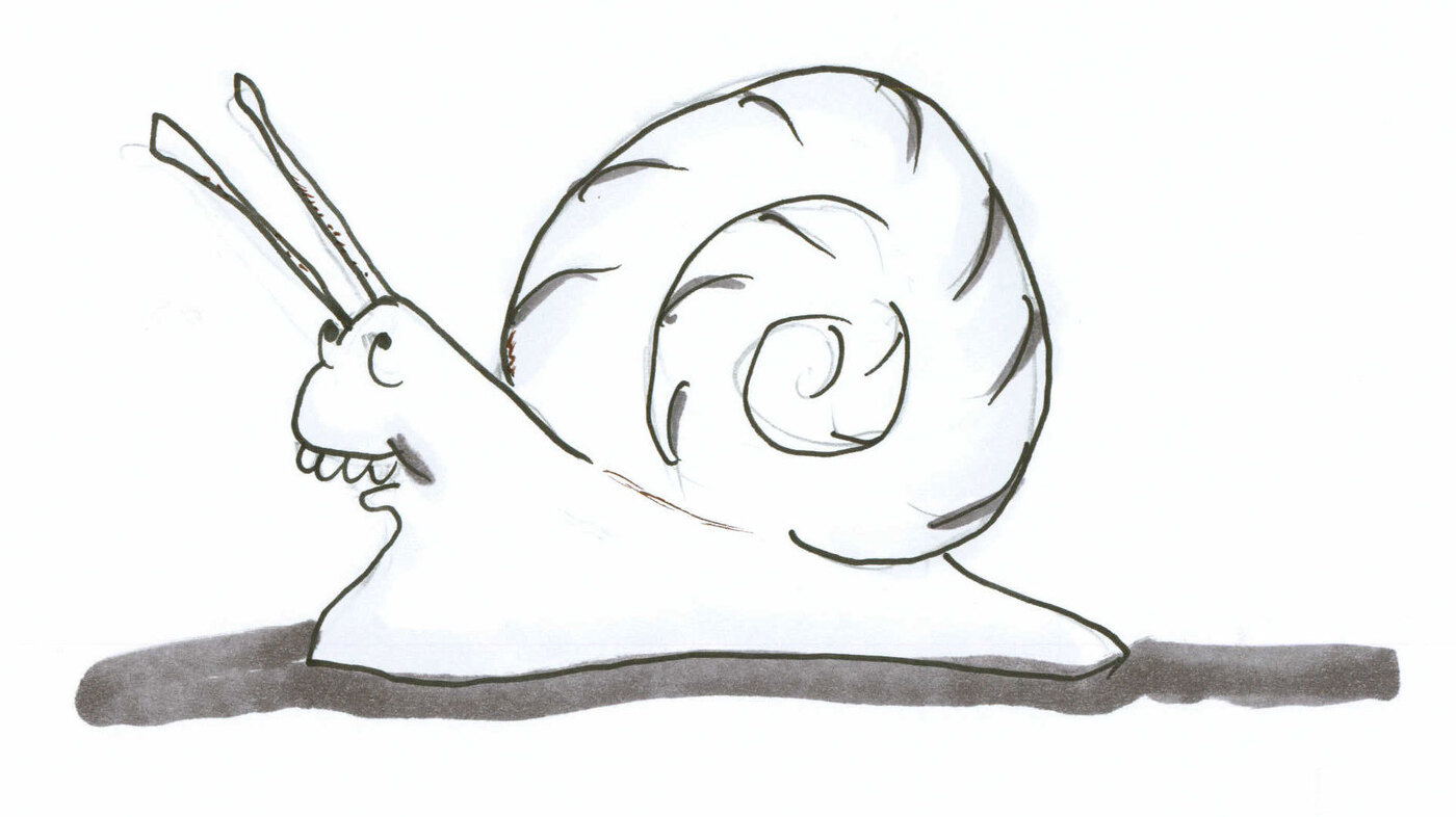 how many teeth do snails have