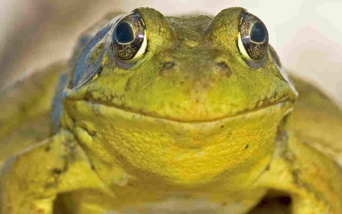 Head-on shot of a bullfrog