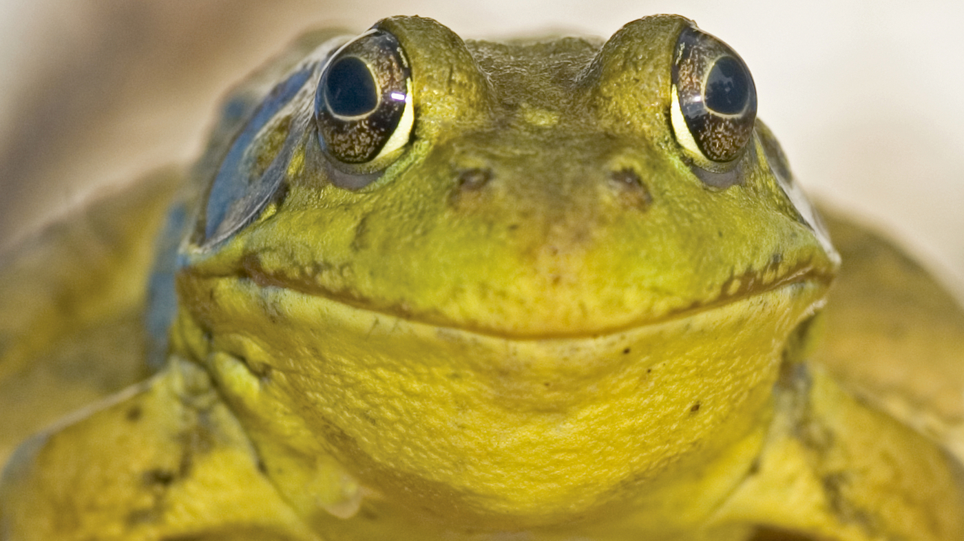 gigging the edible frog