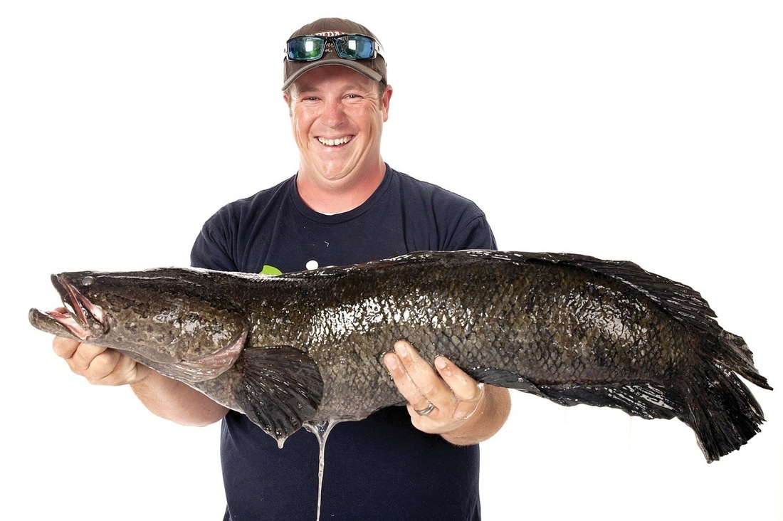 WorldRecord Snakehead Fish Caught In U.S. The TwoWay NPR