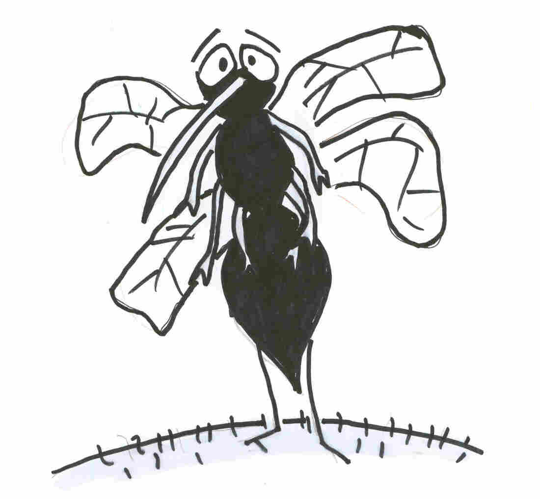 mosquito