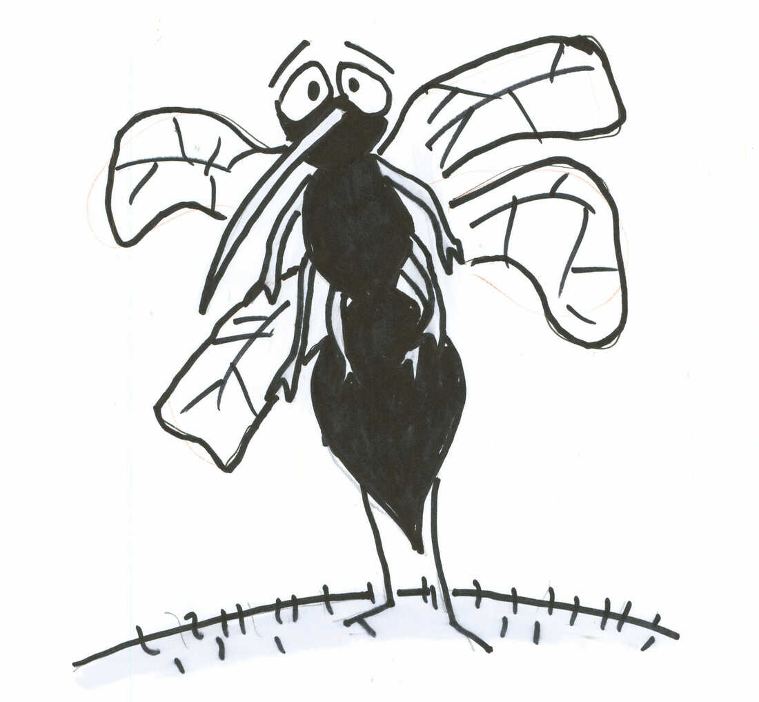 mosquito