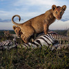 A Serengeti Safari From The Safety Of Your Desk