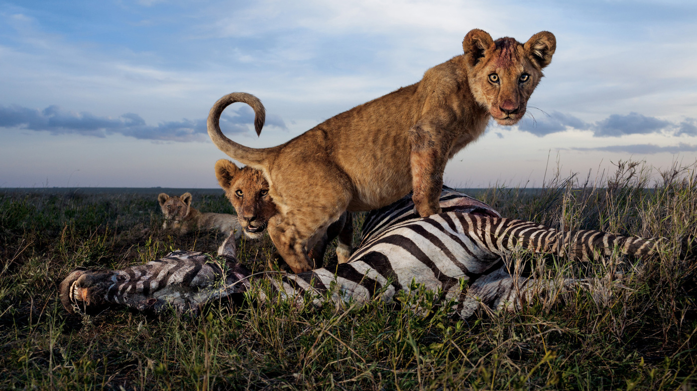 A Serengeti Safari From The Safety Of Your Desk