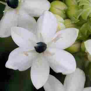 Black pearl lily.