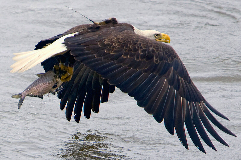 US report: Bald eagle populations soar in lower 48 states