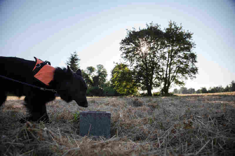 Vesely's Belgian Shepherd, Sharpy, heads toward a cinder block placed in an open field in Albany, Ore. Inside the block is a jar that may or may not contain the scent of a Western Pond Turtle. Some blocks are controls and some actually have scent on them. Sharpy is trained to alert Vesely when she detects a scent.
