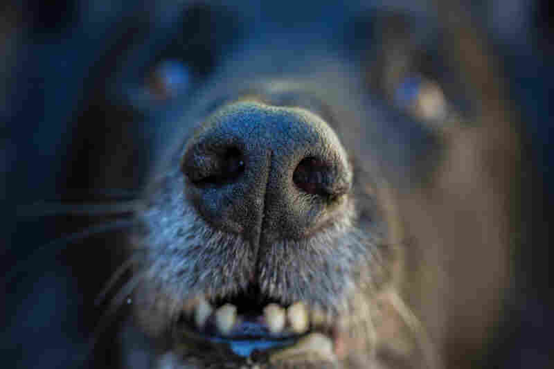 Dogs exhale through the side slits of their nostrils so exhaling air doesn't dilute the scent of incoming air.