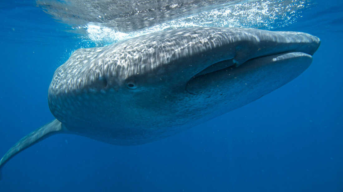 Where The Whale Sharks Go : NPR