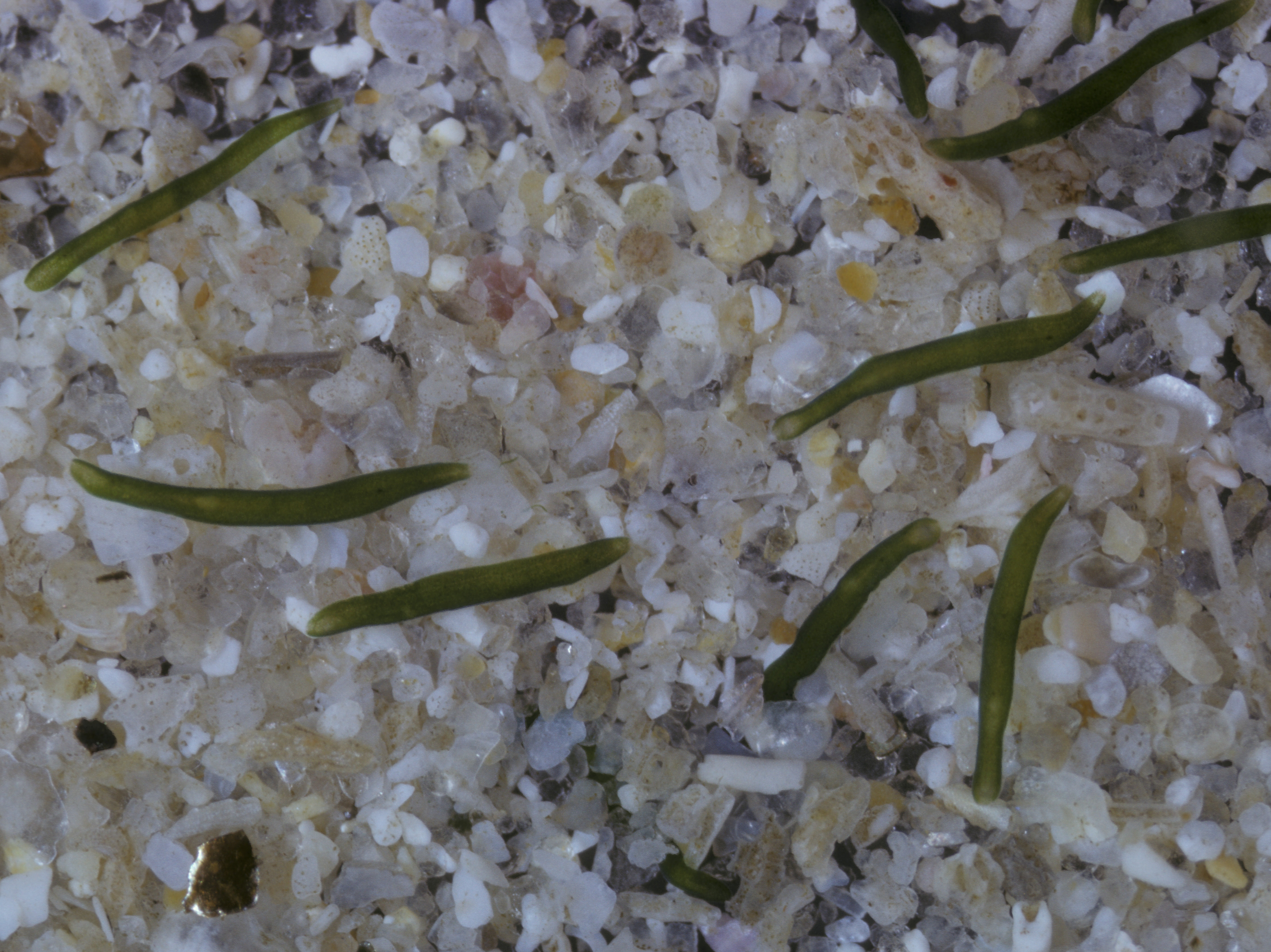 Can Worms Create Their Own Imaginary Oceans? Can Oysters? NCPR News