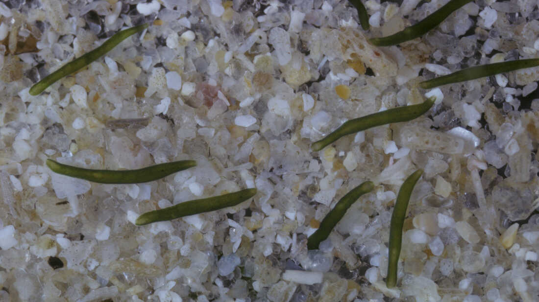 Convoluta roscoffensis